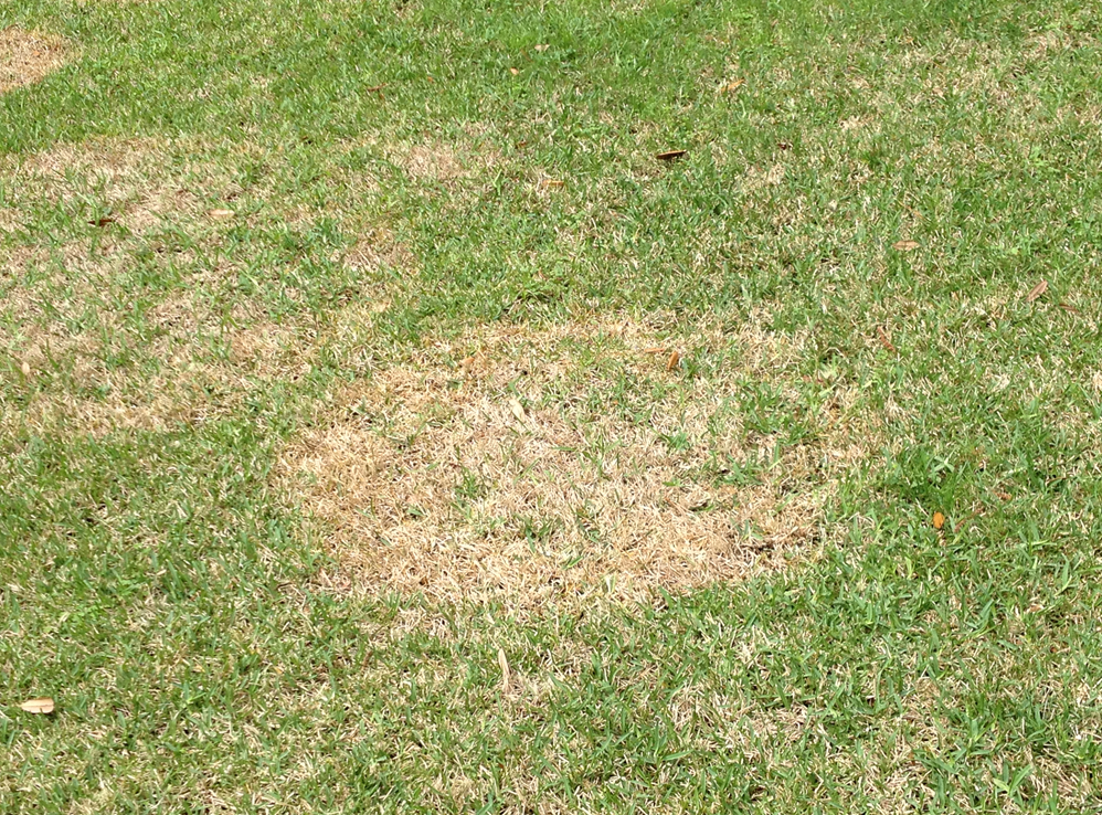 Picture 1_Large patch in St Augustinegrasspng